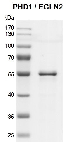 Recombinant PHD1 (EGLN2) protein - MyBio Ireland - Active Motif