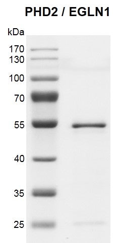 Recombinant PHD2 (EGLN1) protein - MyBio Ireland - Active Motif