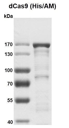 Recombinant dCas9 protein, His/AM Tag - MyBio Ireland - Active Motif