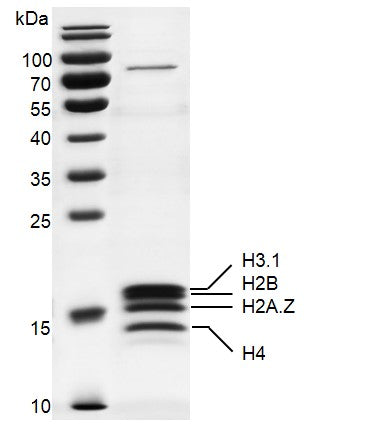 Recombinant Mononucleosomes (H2A.Z) - MyBio Ireland - Active Motif