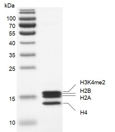 Recombinant Mononucleosomes H3K4me2 (EPL) - MyBio Ireland - Active Motif
