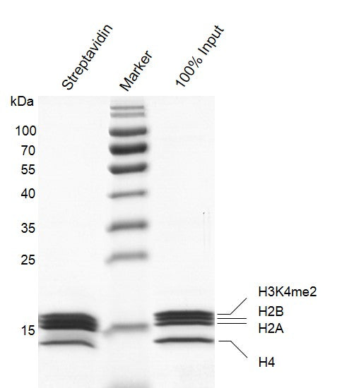 Recombinant Mononucleosomes H3K4me2 (EPL) - biotin - MyBio Ireland - Active Motif