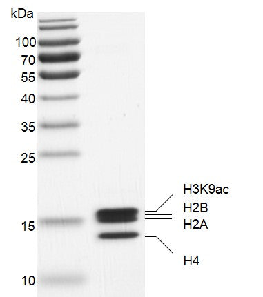 Recombinant Mononucleosomes H3K9ac (EPL) - MyBio Ireland - Active Motif