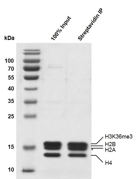 Recombinant Mononucleosomes H3K36me3 (MLA) - biotin - MyBio Ireland - Active Motif