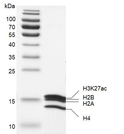 Recombinant Mononucleosomes H3K27ac - MyBio Ireland - Active Motif