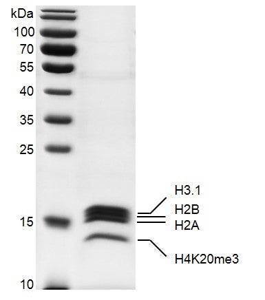 Recombinant Mononucleosomes H4K20me3 (MLA) - MyBio Ireland - Active Motif