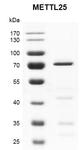 Recombinant METTL25 protein - MyBio Ireland - Active Motif