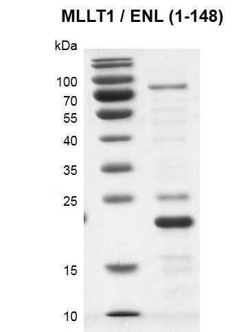 Recombinant MLLT1 / ENL (1-148) protein - MyBio Ireland - Active Motif