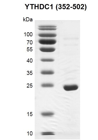 Recombinant YTHDC1 (325-502) protein - MyBio Ireland - Active Motif