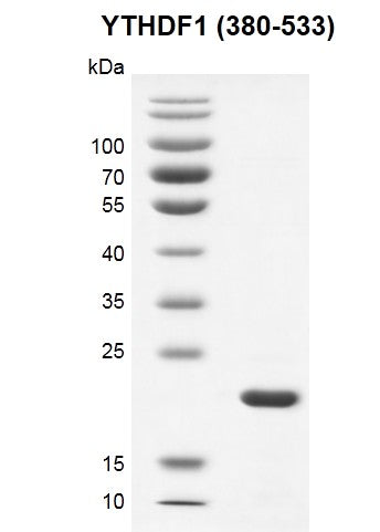 Recombinant YTHDF1 (380-533) protein - MyBio Ireland - Active Motif