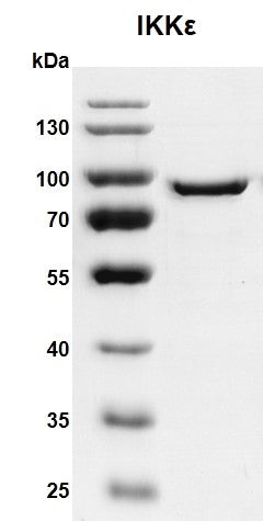 Recombinant IKKε protein - MyBio Ireland - Active Motif