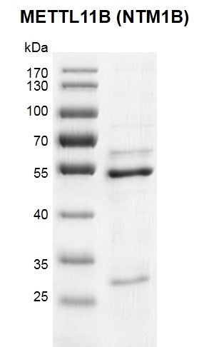 Recombinant METTL11B (NTM1B) protein - MyBio Ireland - Active Motif