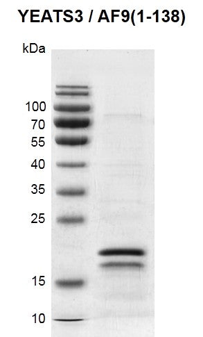 Recombinant MLLT3 / AF9 (1-138) protein - MyBio Ireland - Active Motif