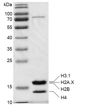 Recombinant Mononucleosomes (H2A.X) - MyBio Ireland - Active Motif