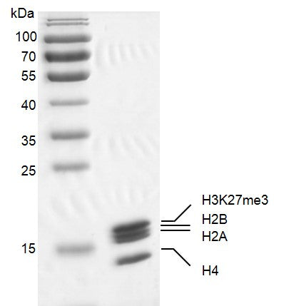 Recombinant Mononucleosomes H3K27me3 (MLA) - MyBio Ireland - Active Motif