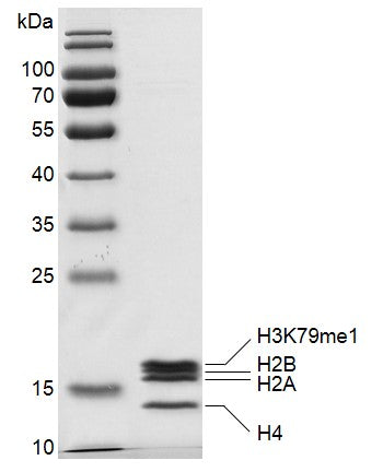 Recombinant Mononucleosomes H3K79me1 (MLA) - MyBio Ireland - Active Motif