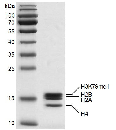 Recombinant Mononucleosomes H3K79me1 (MLA) - biotin - MyBio Ireland - Active Motif