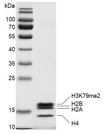 Recombinant Mononucleosomes H3K79me2 (MLA) - MyBio Ireland - Active Motif
