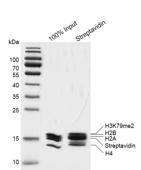 Recombinant Mononucleosomes H3K79me2 (MLA) - biotin - MyBio Ireland - Active Motif