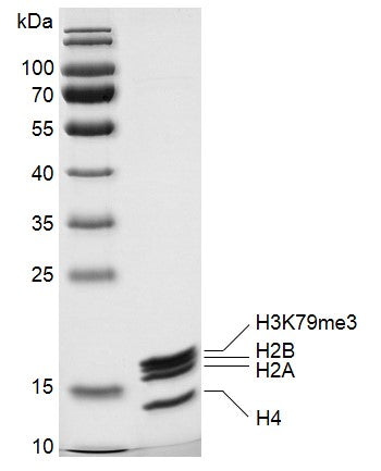 Recombinant Mononucleosomes H3K79me3 (MLA) - MyBio Ireland - Active Motif