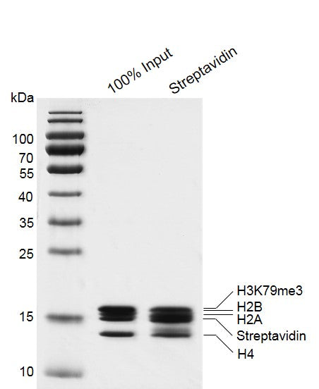 Recombinant Mononucleosomes H3K79me3 (MLA) - biotin - MyBio Ireland - Active Motif