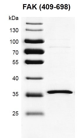 Recombinant FAK (409-698) protein - MyBio Ireland - Active Motif