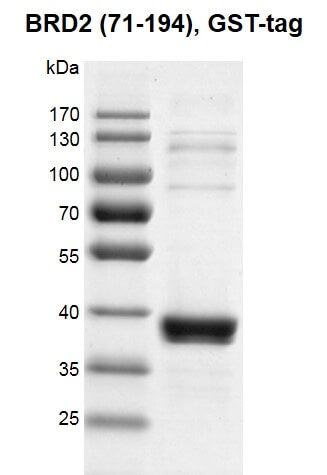 Recombinant BRD2 (71-194) protein, GST-Tag - MyBio Ireland - Active Motif