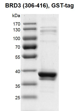 Recombinant BRD3 (306-416) protein, GST-Tag - MyBio Ireland - Active Motif