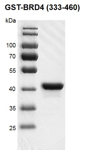 Recombinant BRD4 (333-460) protein, GST-Tag - MyBio Ireland - Active Motif