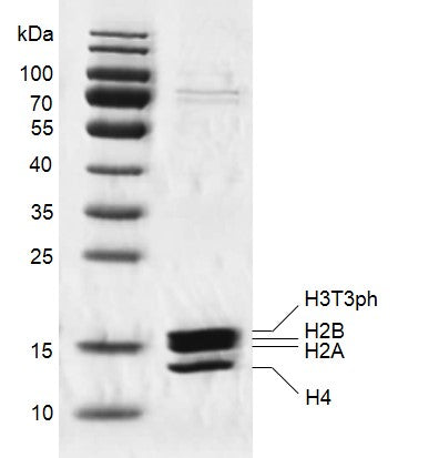 Recombinant Mononucleosomes H3T3ph (EPL) - biotin - MyBio Ireland - Active Motif