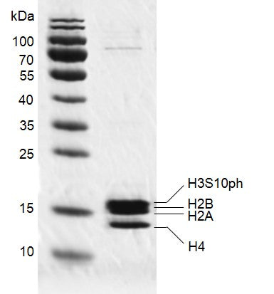 Recombinant Mononucleosomes H3S10ph (EPL) - MyBio Ireland - Active Motif