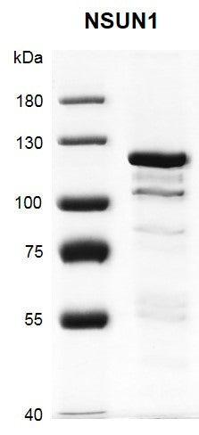 Recombinant NSUN1 protein - MyBio Ireland - Active Motif