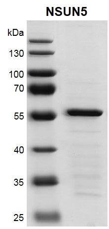 Recombinant NSUN5 protein - MyBio Ireland - Active Motif