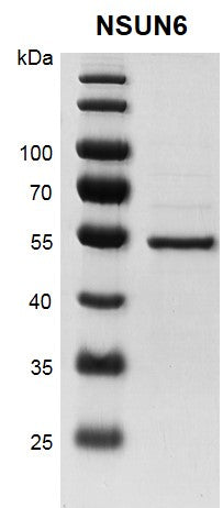 Recombinant NSUN6 protein - MyBio Ireland - Active Motif