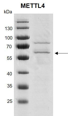 Recombinant METTL4 protein - MyBio Ireland - Active Motif