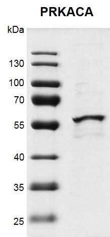 Recombinant PRKACA protein - MyBio Ireland - Active Motif