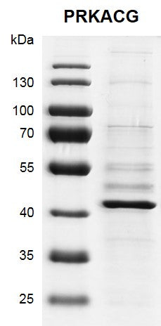 Recombinant PRKACG protein - MyBio Ireland - Active Motif