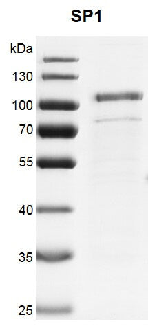 Recombinant SP1 protein - MyBio Ireland - Active Motif