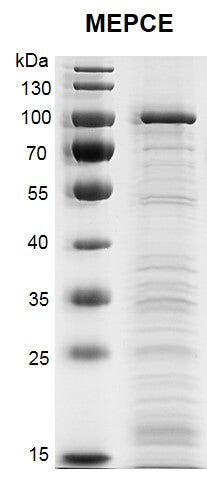 Recombinant MEPCE protein - MyBio Ireland - Active Motif