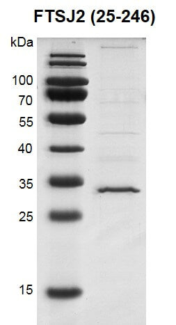 Recombinant FTSJ2 (25-246) protein - MyBio Ireland - Active Motif