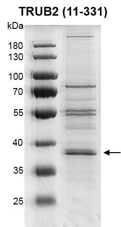 Recombinant TRUB2 (11-331) protein - MyBio Ireland - Active Motif