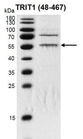 Recombinant TRIT1 (48-467) protein - MyBio Ireland - Active Motif
