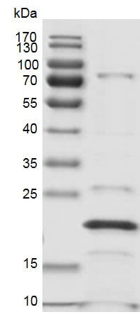 Recombinant MLLT3 / AF9 (1-138) protein, His/FLAG Tag - MyBio Ireland - Active Motif