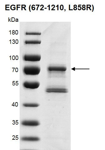 Recombinant EGFR protein (672-1210, L858R) protein - MyBio Ireland - Active Motif