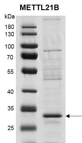 Recombinant METTL21B protein - MyBio Ireland - Active Motif