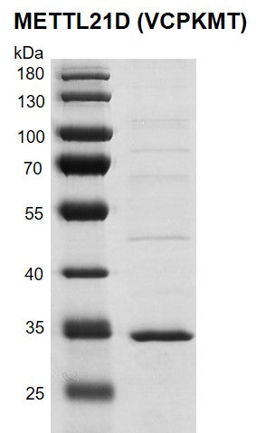 Recombinant METTL21D (VCPKMT) protein - MyBio Ireland - Active Motif