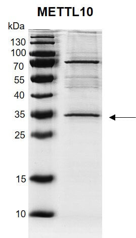 Recombinant METTL10 protein - MyBio Ireland - Active Motif