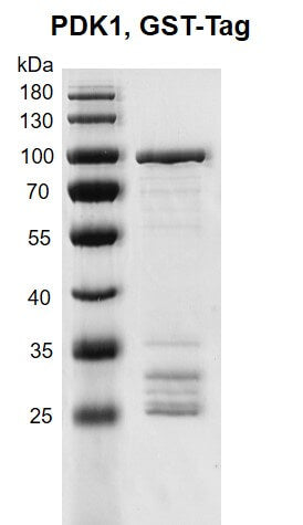 Recombinant PDK1 protein, GST-Tag - MyBio Ireland - Active Motif