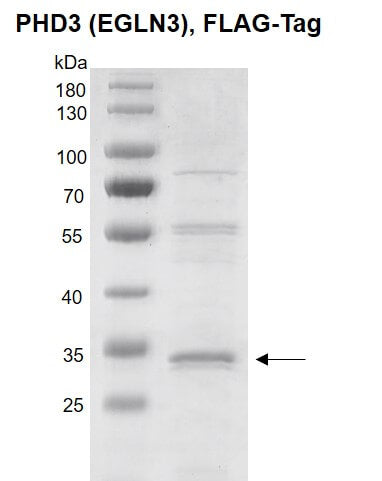 Recombinant PHD3 (EGLN3) protein, FLAG-Tag - MyBio Ireland - Active Motif