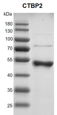 Recombinant CTBP2 protein - MyBio Ireland - Active Motif